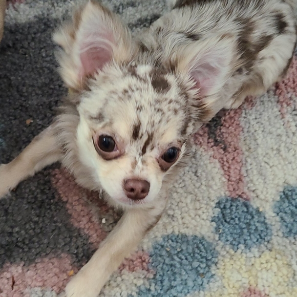 Meet your Posher, Tonya - Picture 2 of 3